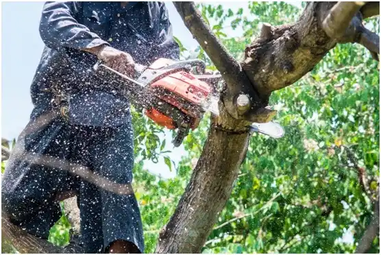 tree services Rosenberg